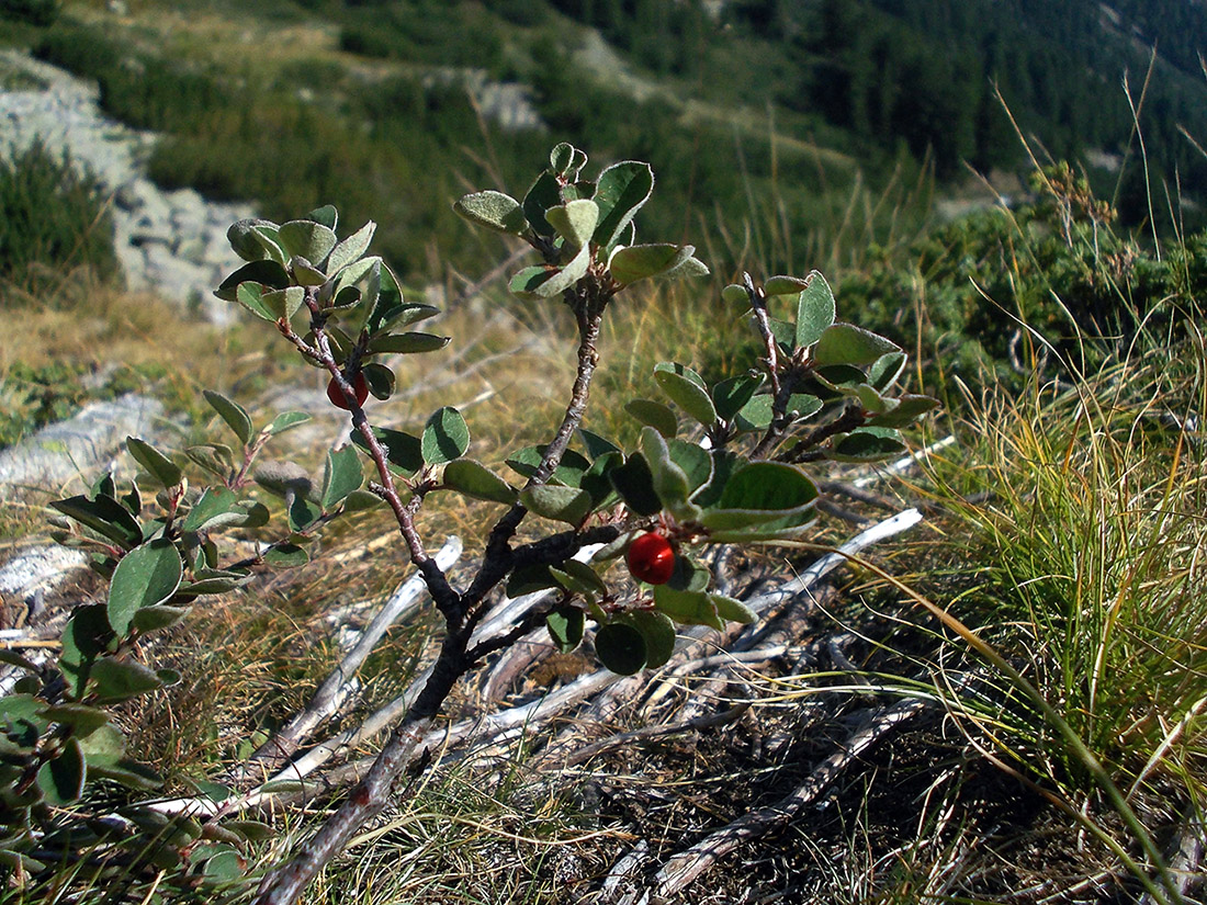 Изображение особи Cotoneaster pyrenaicus.