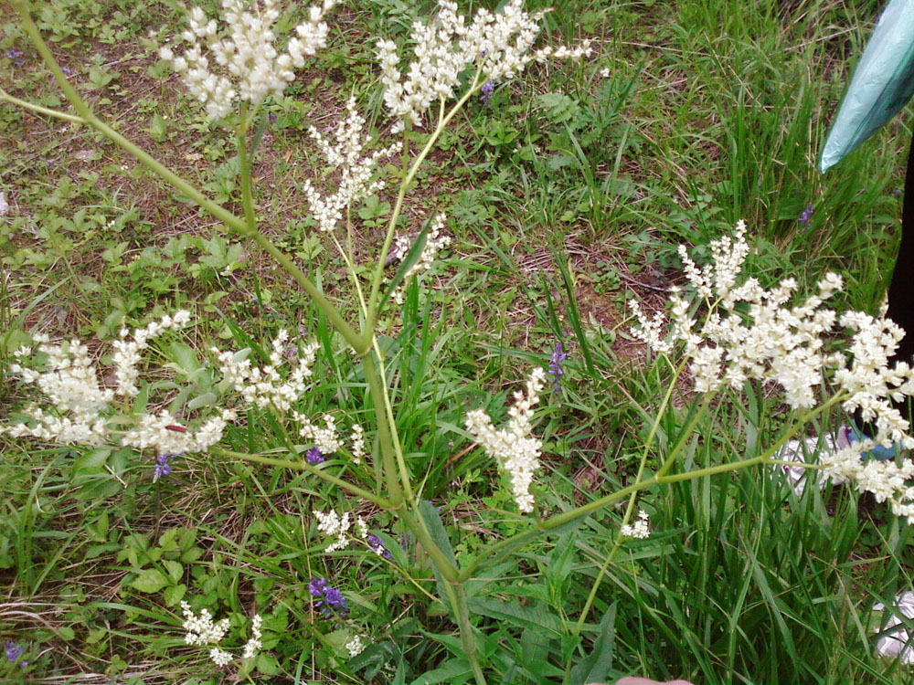 Изображение особи Aconogonon alpinum.