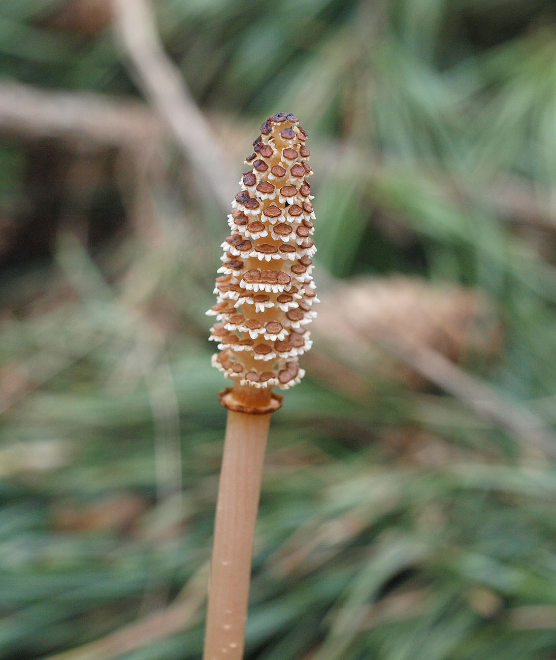 Изображение особи Equisetum arvense.