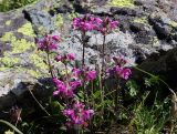 Pedicularis crassirostris