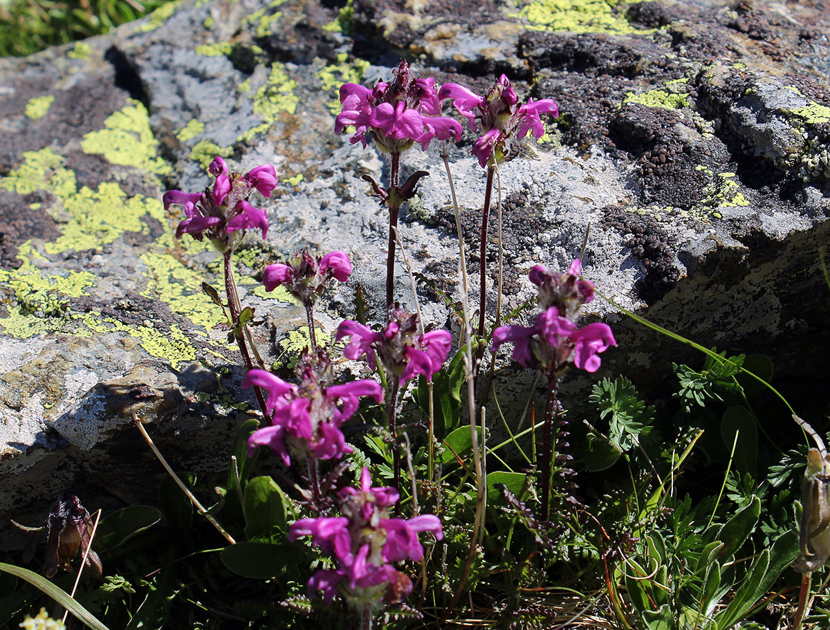 Image of Pedicularis crassirostris specimen.