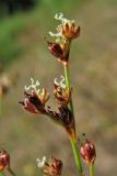 Juncus articulatus. Веточка соцветия с цветками и завязавшимися плодами. Нидерланды, провинция Gelderland, община Bronkhorst, окр. дер. Zelhem, участок со снятым несколько лет назад верхним слоем почвы. 10 июля 2010 г.