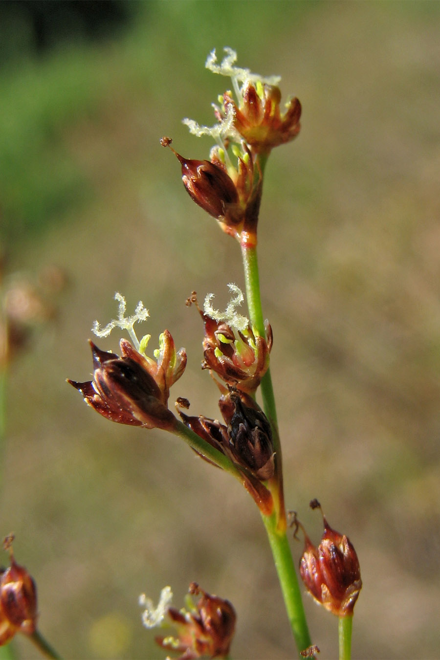 Изображение особи Juncus articulatus.