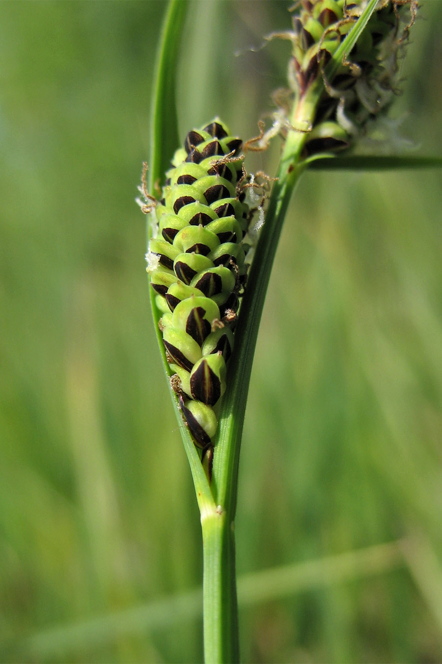 Изображение особи Carex nigra.