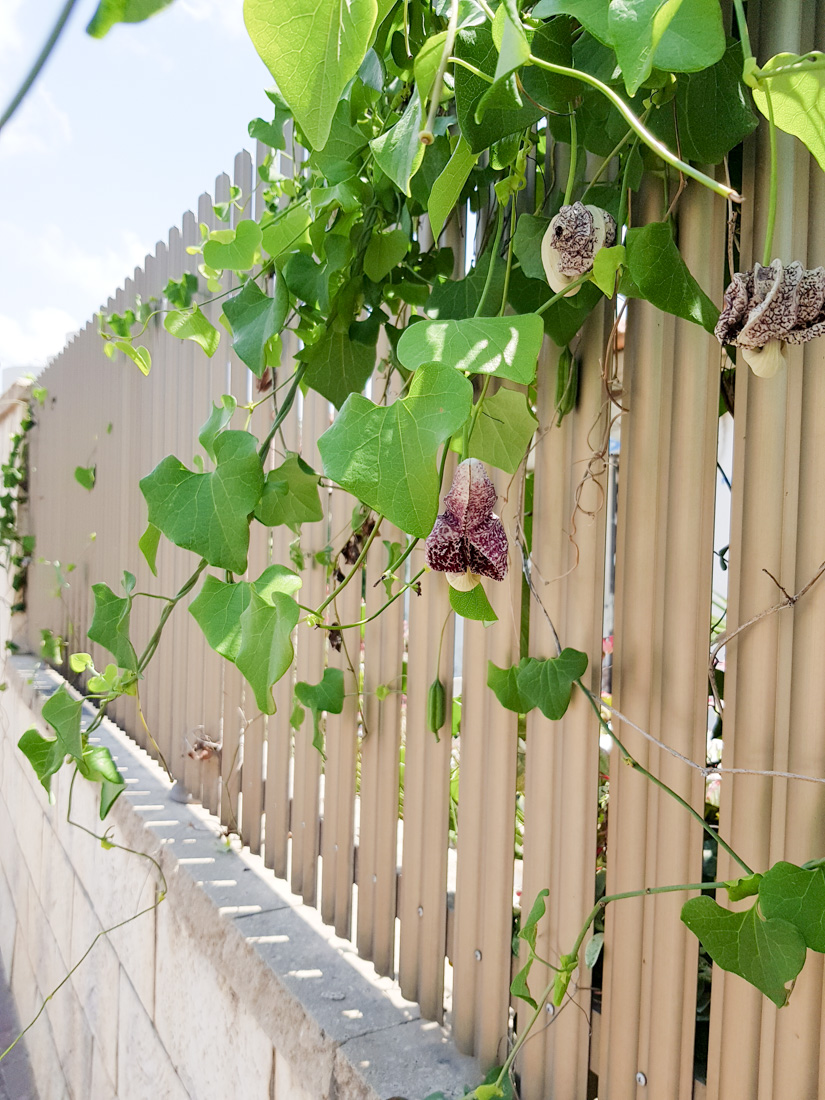 Изображение особи Aristolochia littoralis.