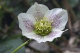 Helleborus caucasicus