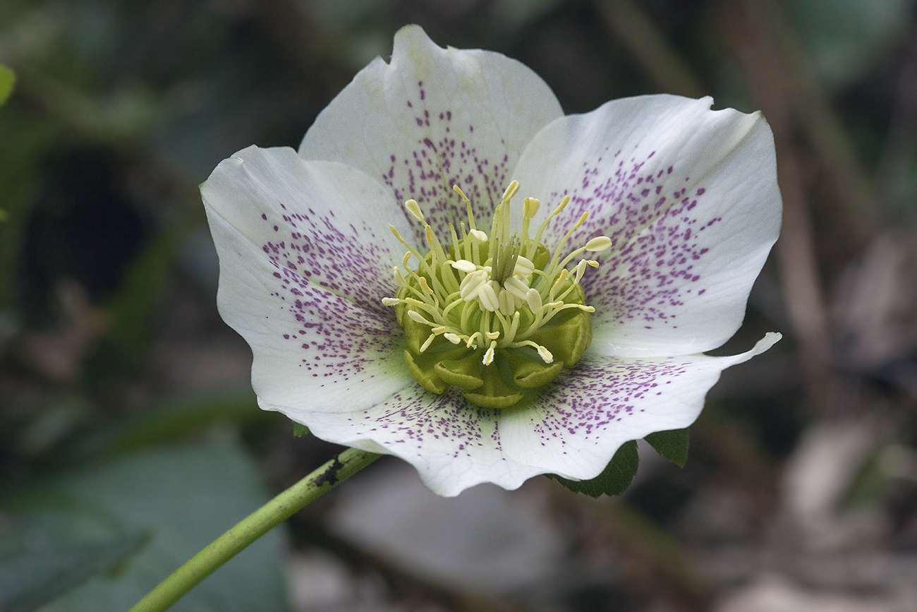 Image of Helleborus caucasicus specimen.