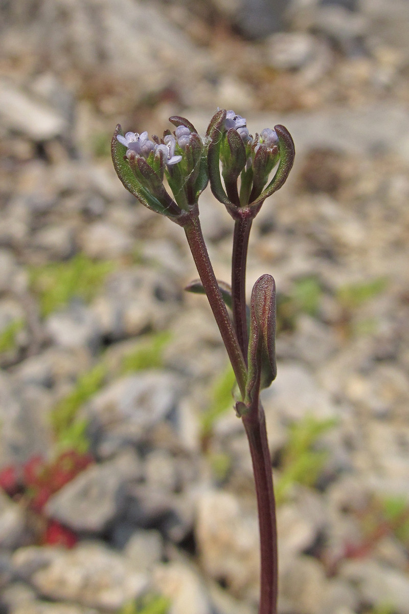 Image of Valerianella falconida specimen.