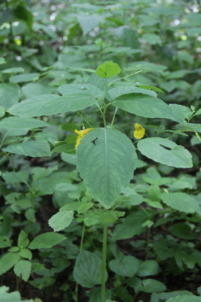 Image of Impatiens noli-tangere specimen.