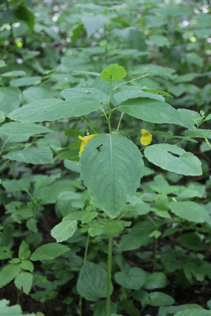 Изображение особи Impatiens noli-tangere.