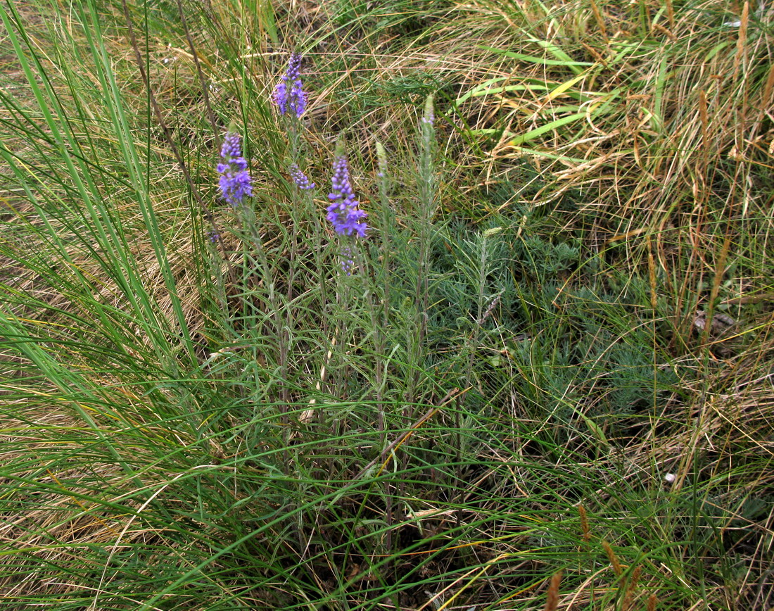 Image of Veronica reverdattoi specimen.