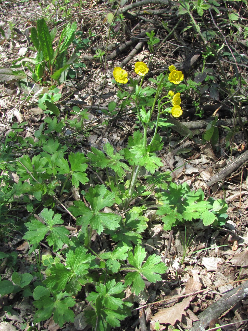 Изображение особи Ranunculus villosus.