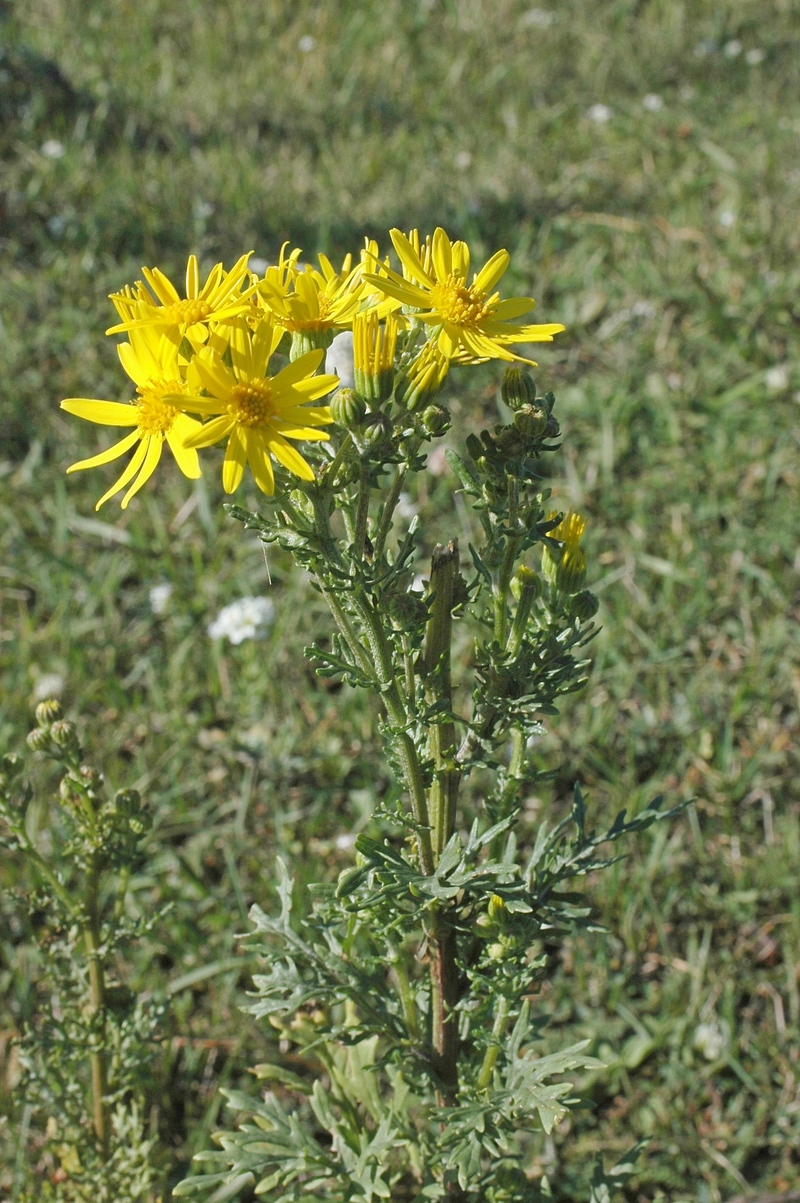 Image of Senecio jacobaea specimen.