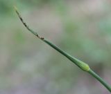 Allium pallens ssp. coppoleri