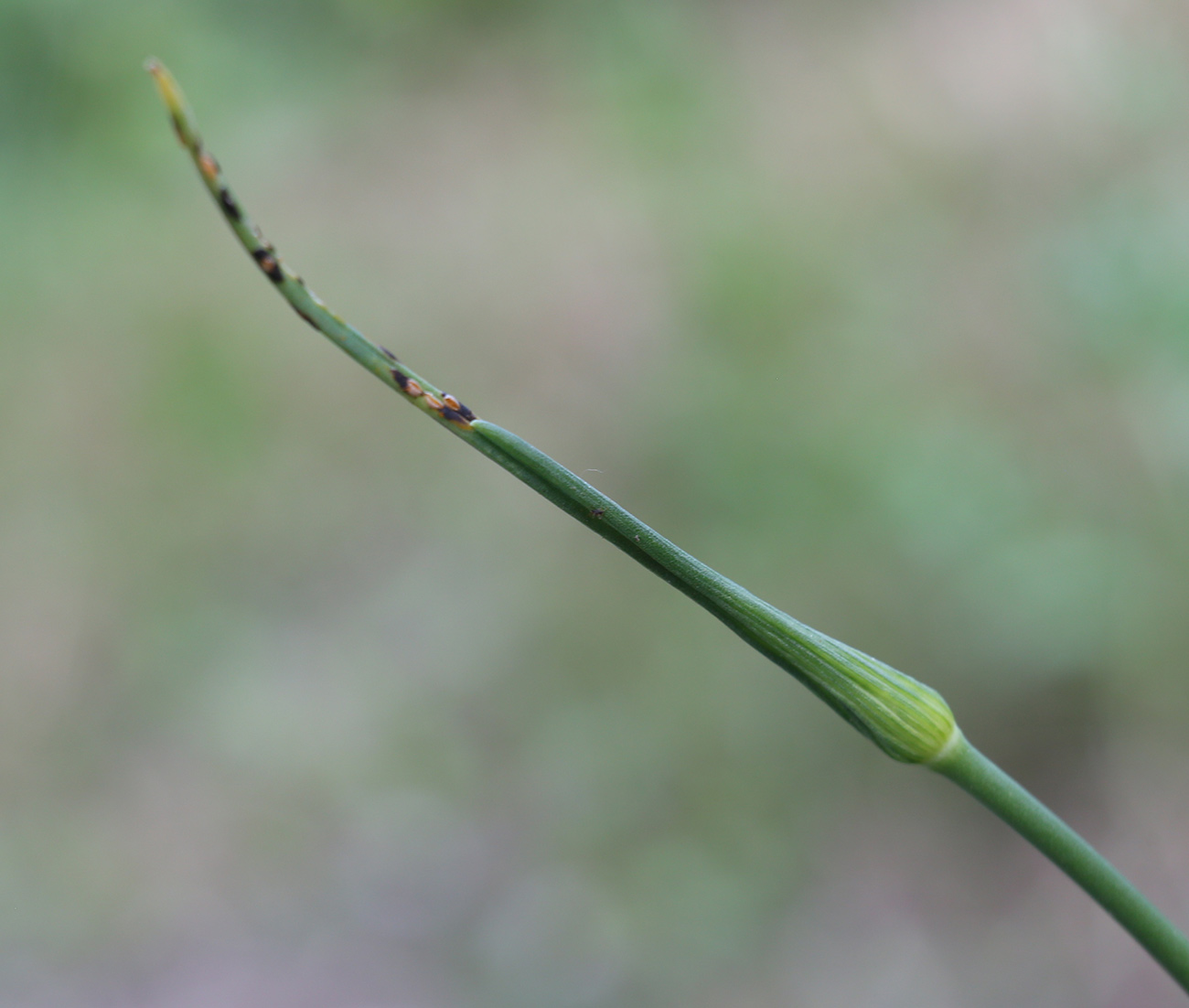 Изображение особи Allium pallens ssp. coppoleri.