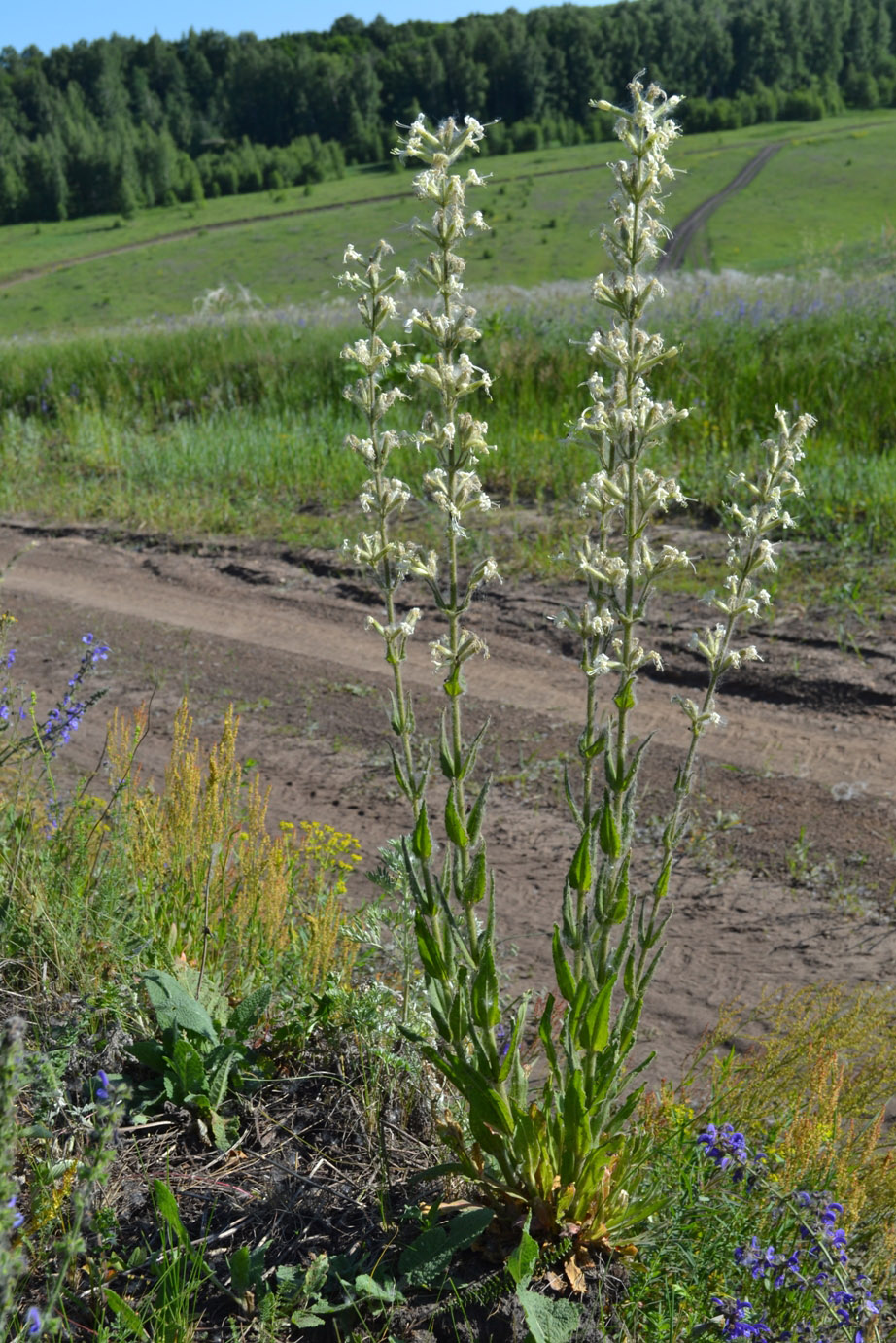 Изображение особи Silene viscosa.