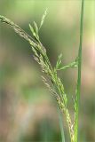 genus Poa
