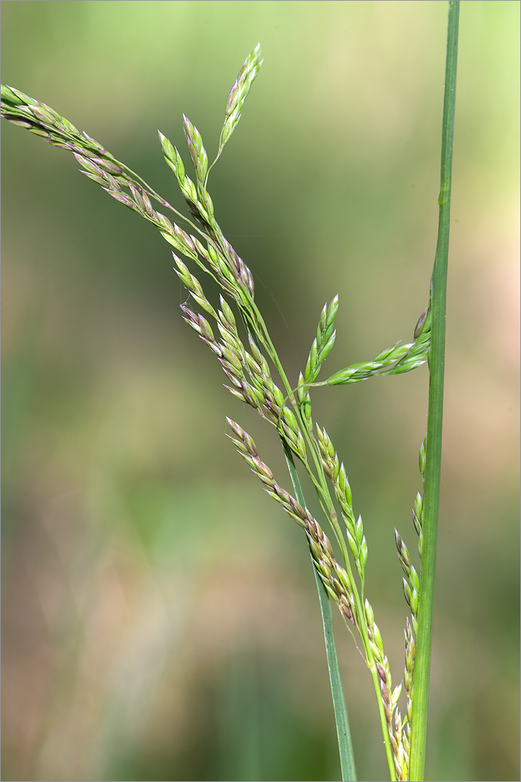 Image of genus Poa specimen.