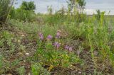 Astragalus onobrychis. Цветущее растение. Челябинская обл., Кизильский р-н, Богдановское сельское поселение, пос. Грязнушинский, долина р. Урал, каменистая закустаренная степь. 13 июня 2019 г.