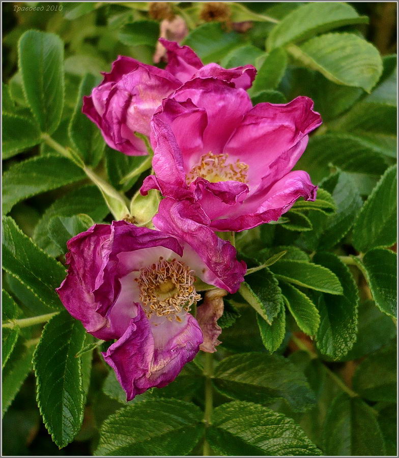 Image of Rosa rugosa specimen.