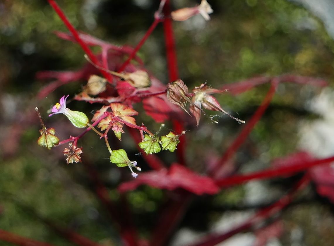 Image of Geranium lucidum specimen.