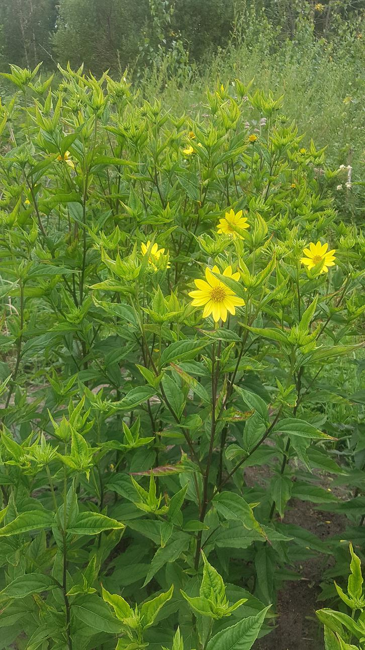 Изображение особи Helianthus microcephalus.