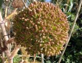Ferula communis. Соплодие. Греция, Эгейское море, о. Парос, окр. пос. Дриос, берег сезонно пересохшей реки. 06.05.2019.