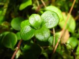 Linnaea borealis