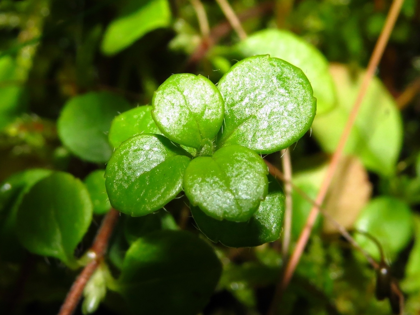 Image of Linnaea borealis specimen.