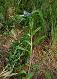 Gentiana cruciata. Верхушка цветущего растения. Челябинская обл., Миасский гор. округ, берег оз. Тургояк, луг на опушке сосняка. 05.08.2019.