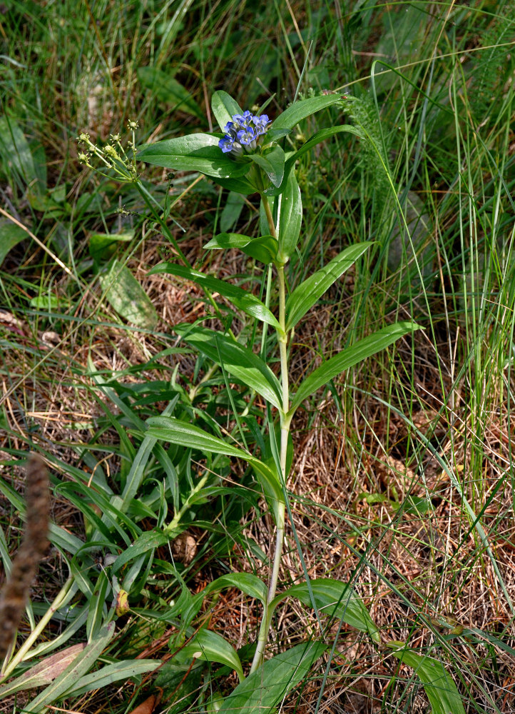 Изображение особи Gentiana cruciata.