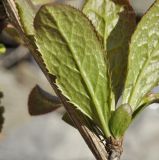 Berberis amurensis. Часть веточки с листом (абаксиальная сторона). Приморский край, Шкотовский р-н, окр. пос. Подъяпольск, скала у моря. 03.05.2019.