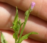 Epilobium tetragonum