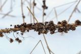 Cuscuta europaea. Часть отмершего побега с плодами на сухом стебле Urtica dioica. Пермский край, Лысьвинский р-н, с. Кын, разнотравный луг. 30.04.2019.