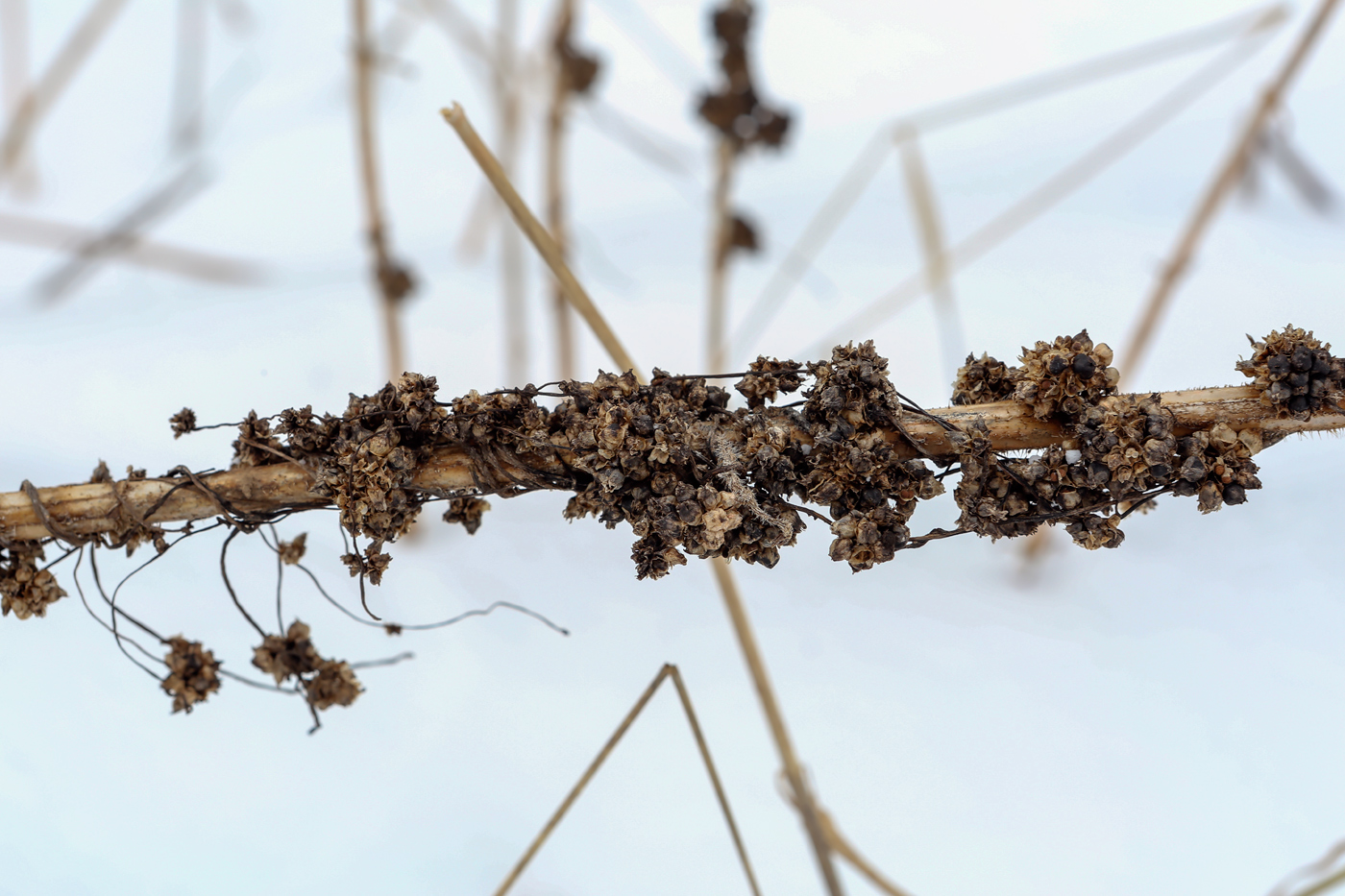 Image of Cuscuta europaea specimen.