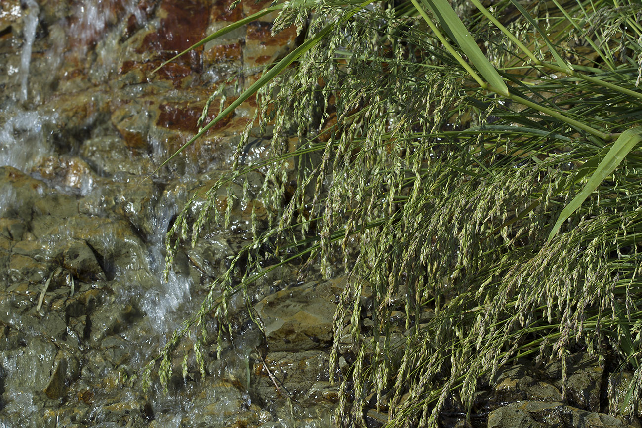 Image of Poa macrocalyx specimen.