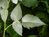 Rubus idaeus. Лист (нижняя сторона). Свердловская обл., окр. г. Североуральск, дачный участок. 31.08.2019.