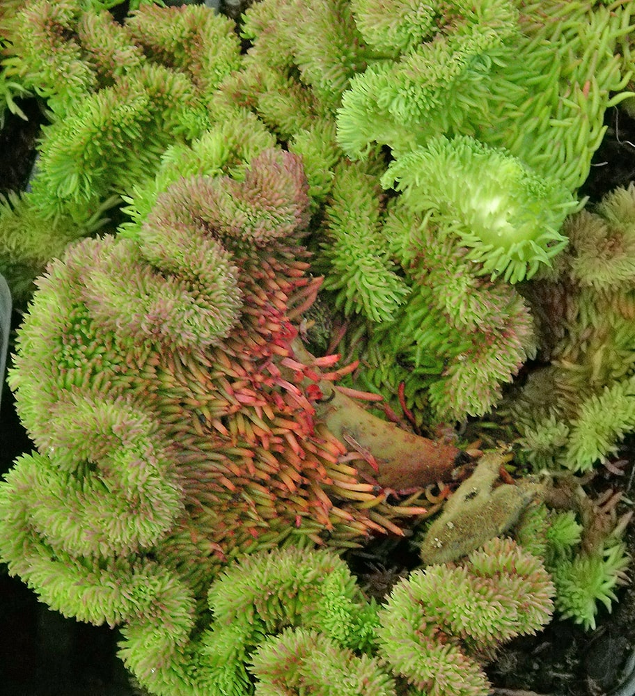 Image of Sedum reflexum specimen.
