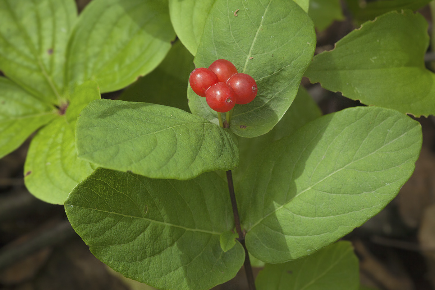 Изображение особи Lonicera chamissoi.