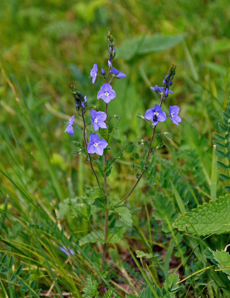 Image of Veronica krylovii specimen.