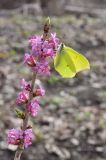 Daphne mezereum