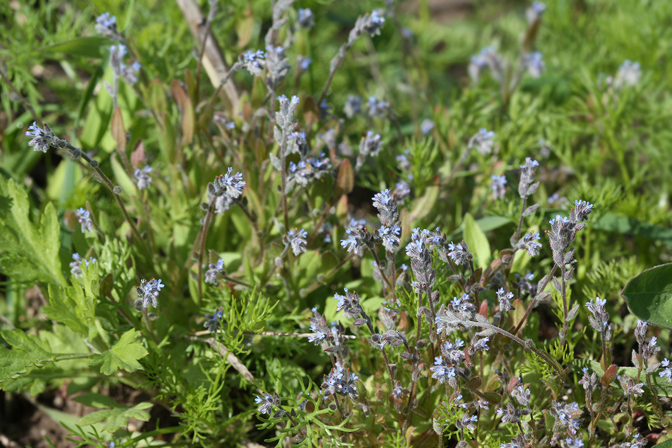 Image of Myosotis micrantha specimen.