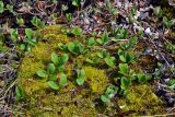 Salix reticulata