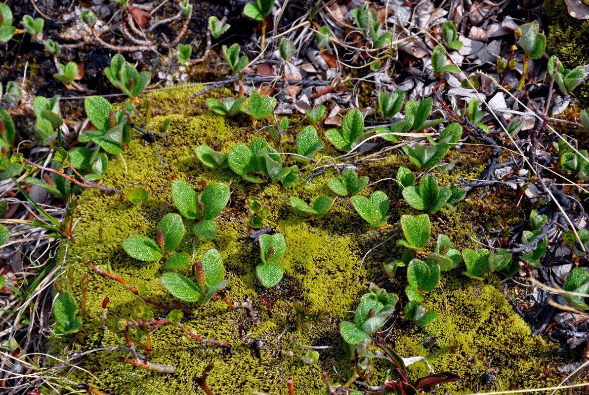 Image of Salix reticulata specimen.