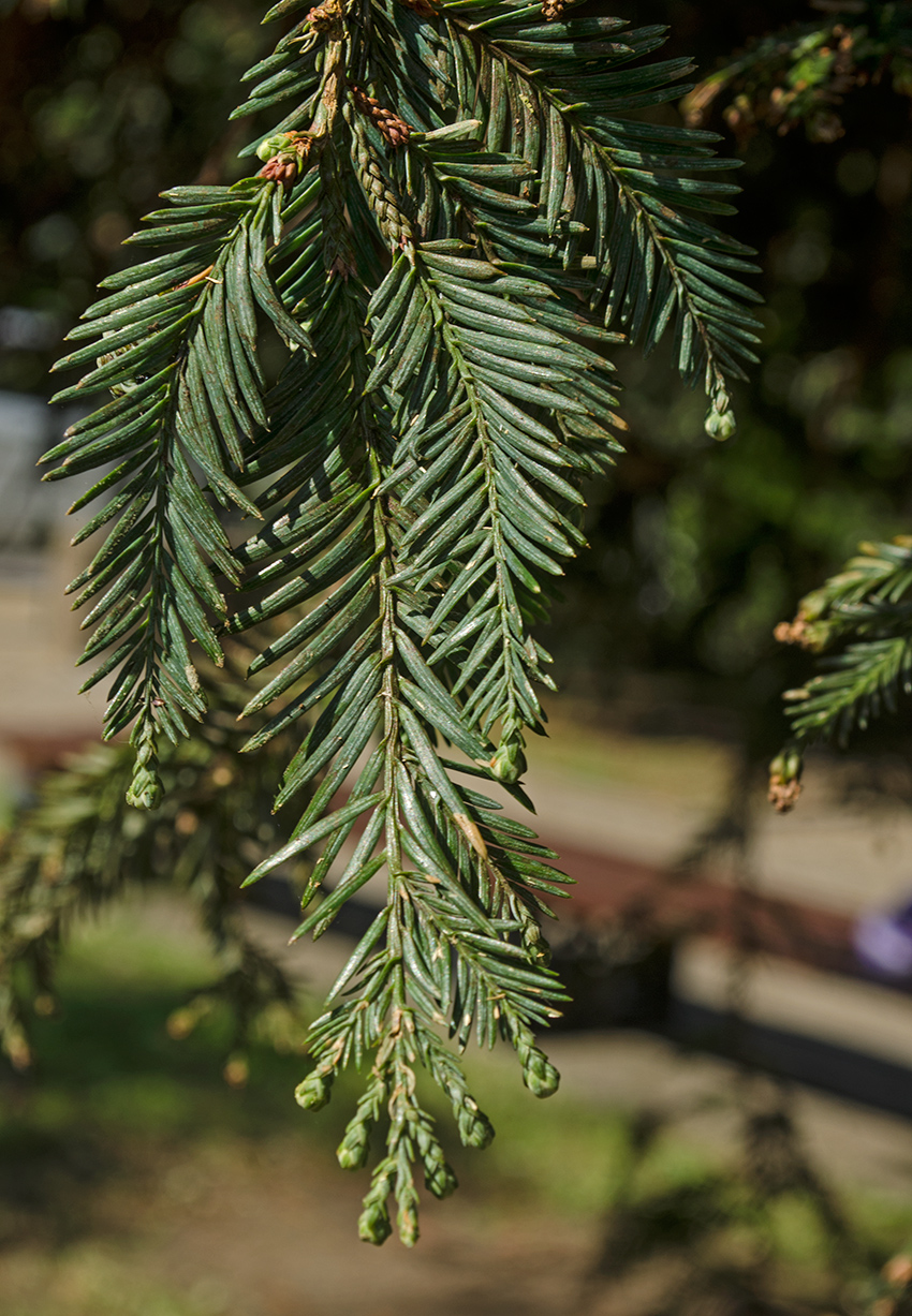 Image of Sequoia sempervirens specimen.