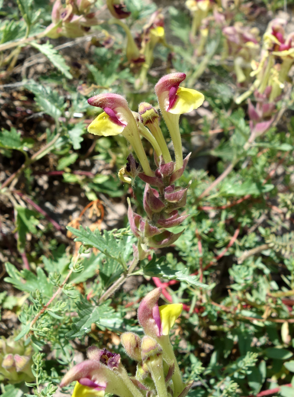 Image of Scutellaria mesostegia specimen.