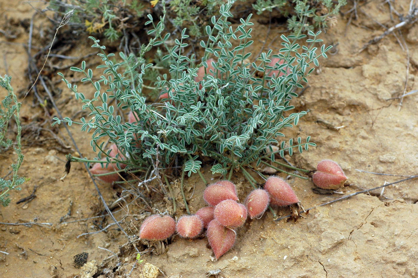 Image of Astragalus lasiophyllus specimen.