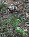 Tulipa suaveolens
