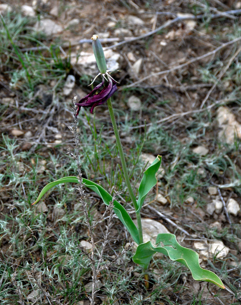 Изображение особи Tulipa suaveolens.