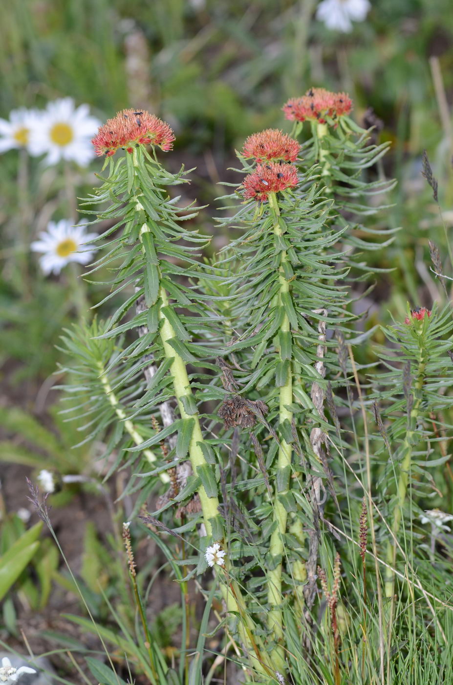 Image of Rhodiola linearifolia specimen.